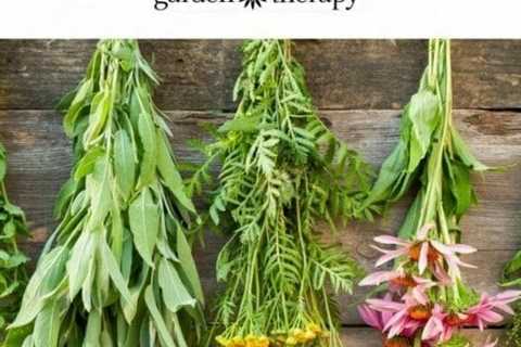 The Top Five Medicinal Herbs to Grow in Your Garden and How They Heal